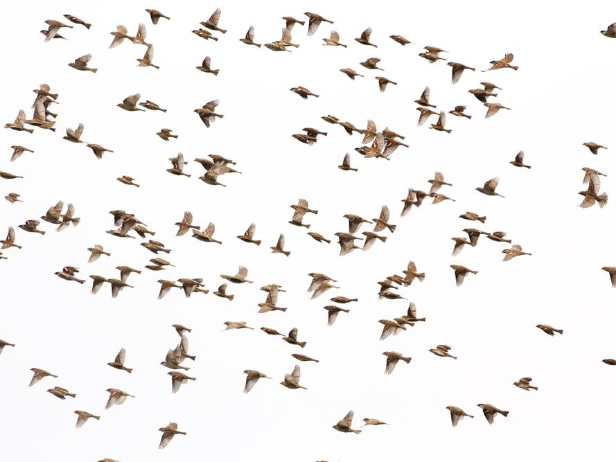 flying flock of sparrows
