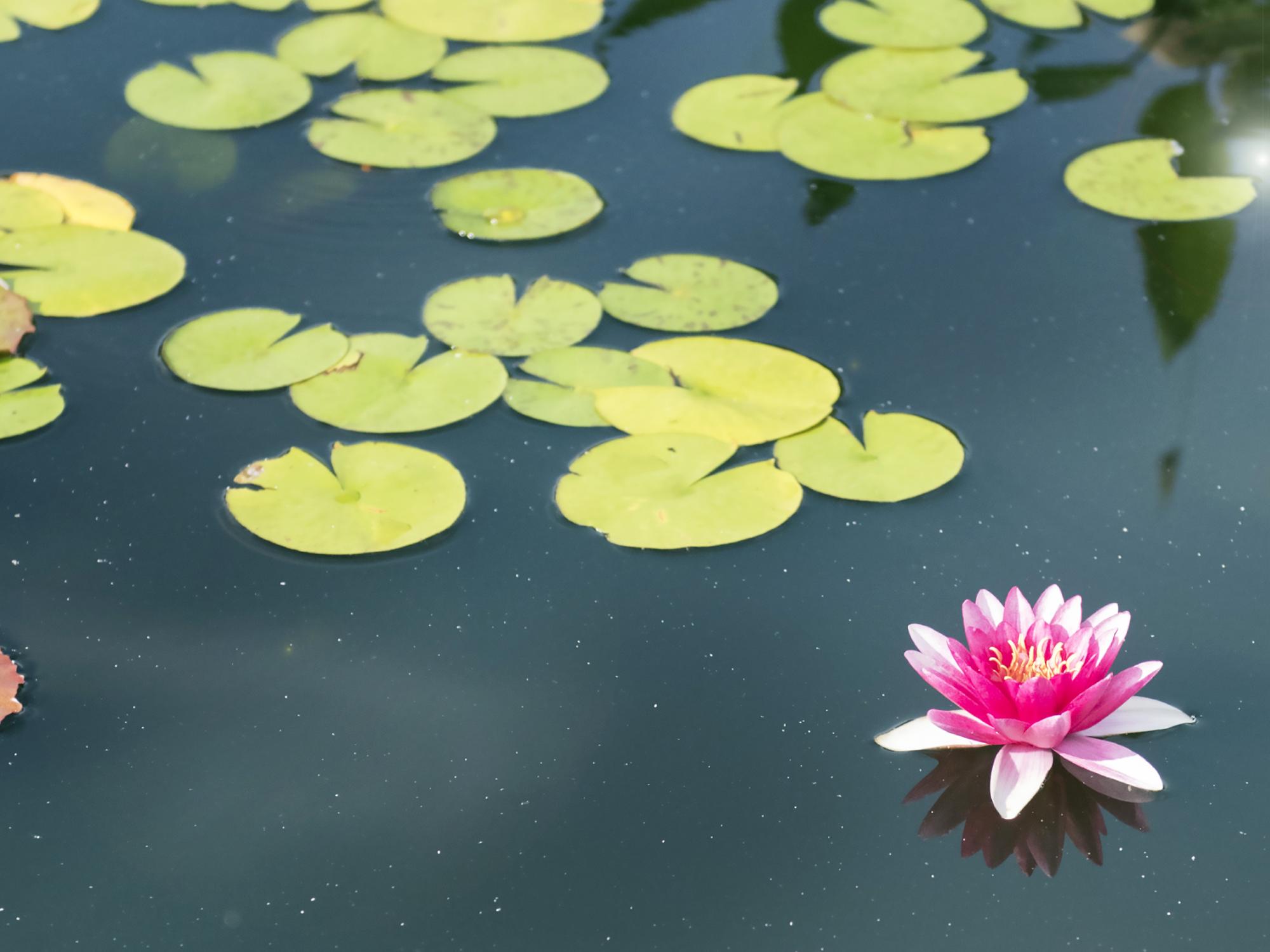 Lotus Pond