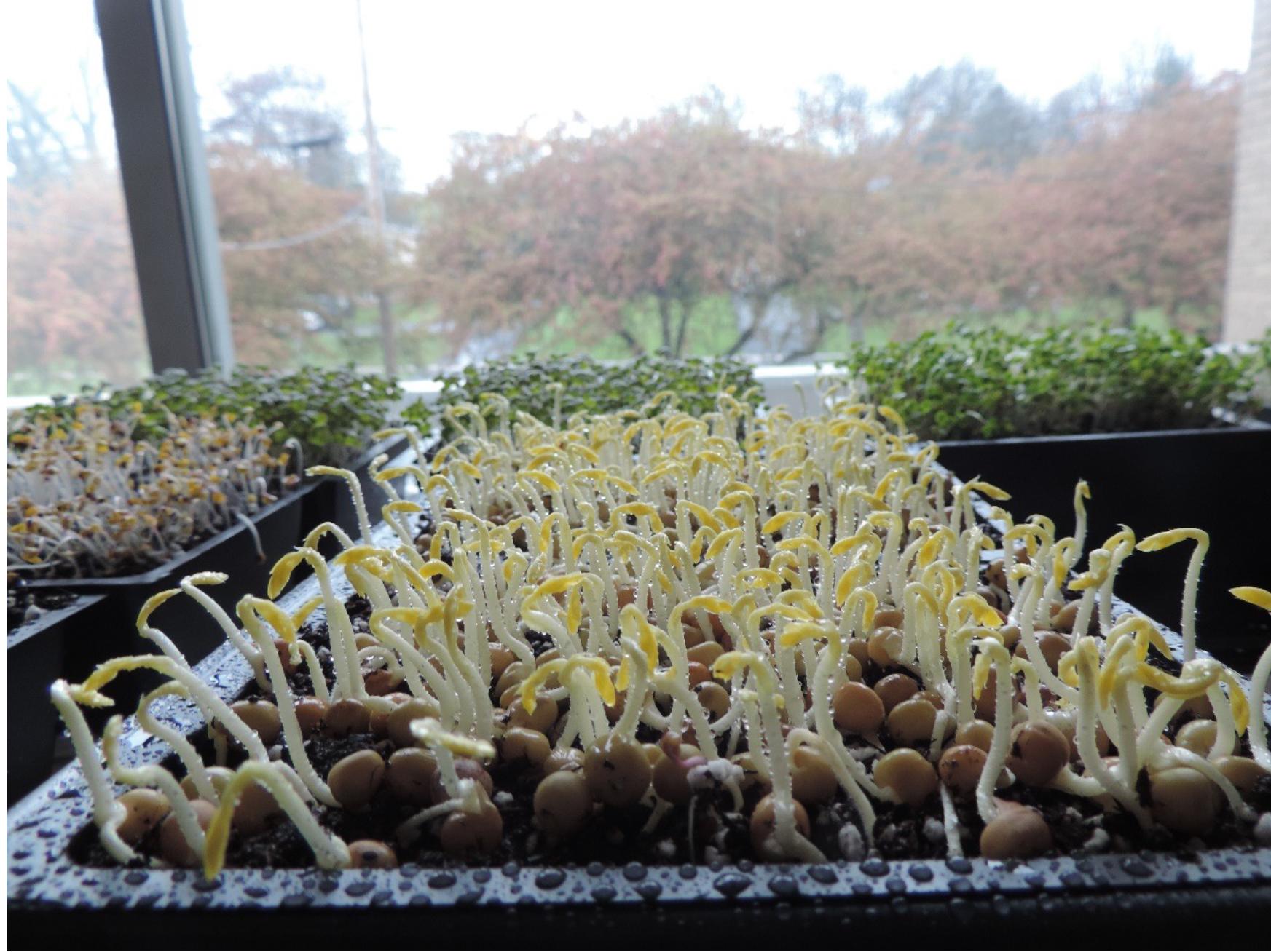 microgreens