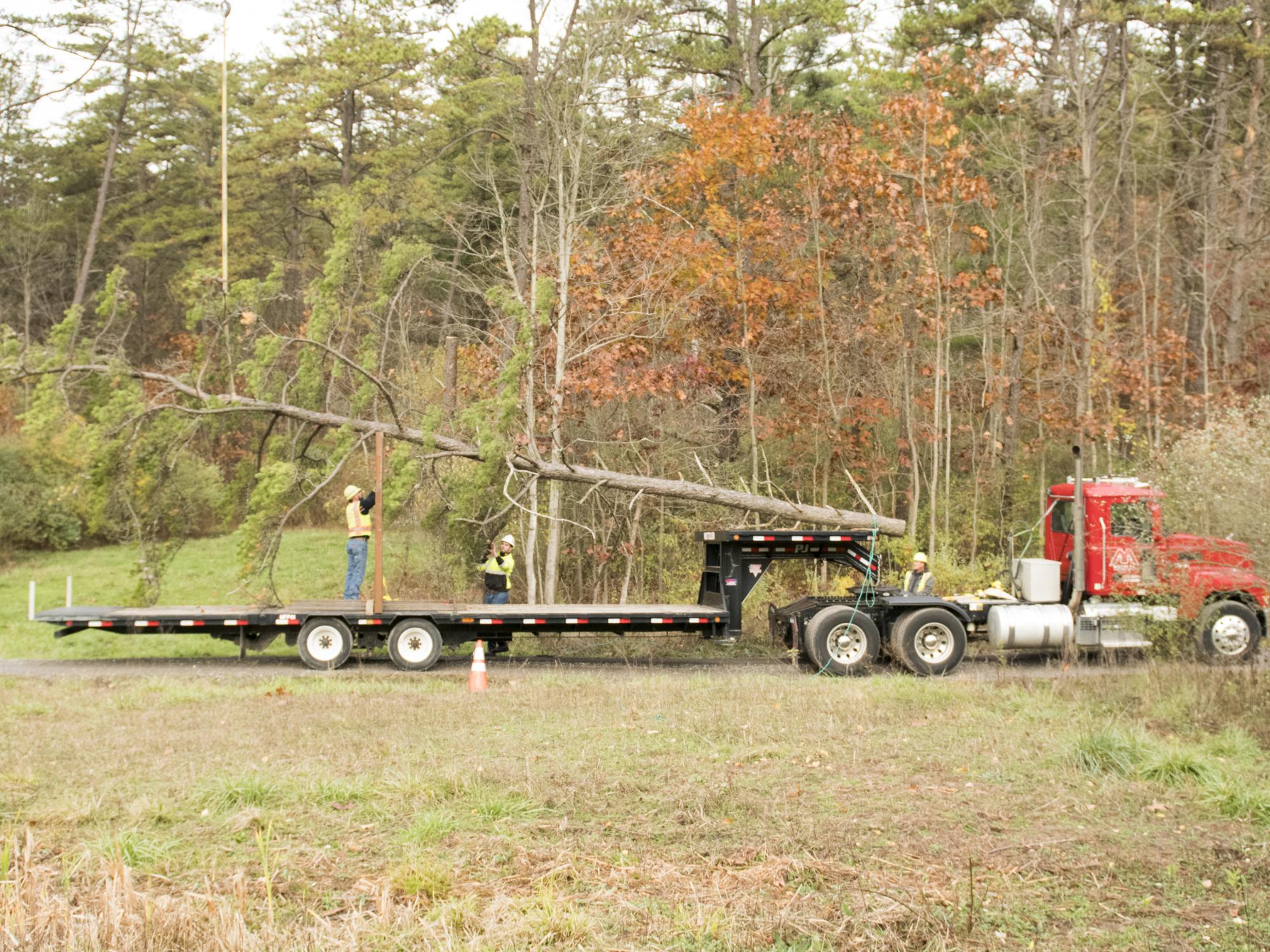 strapping down branches