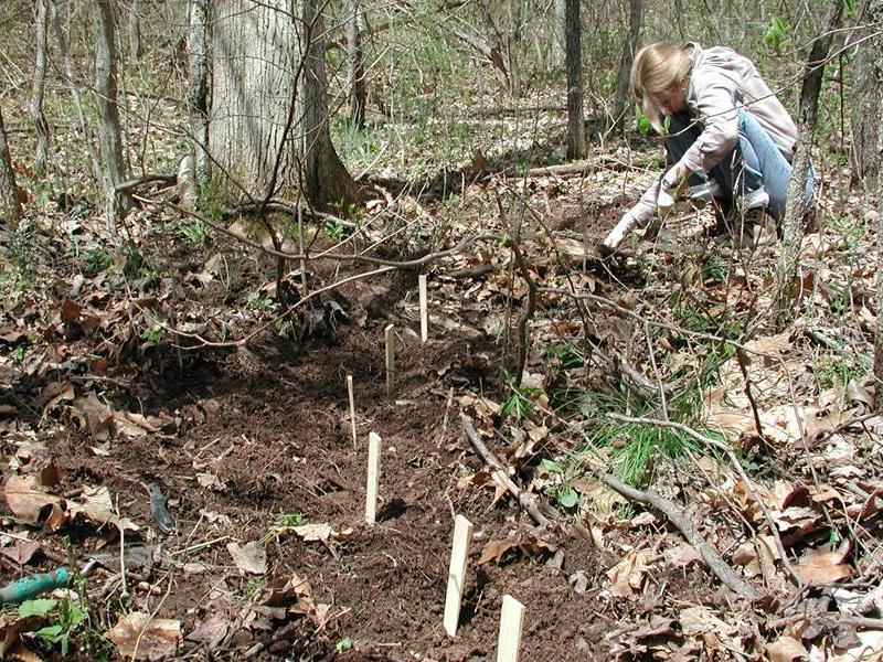 student tracing root
