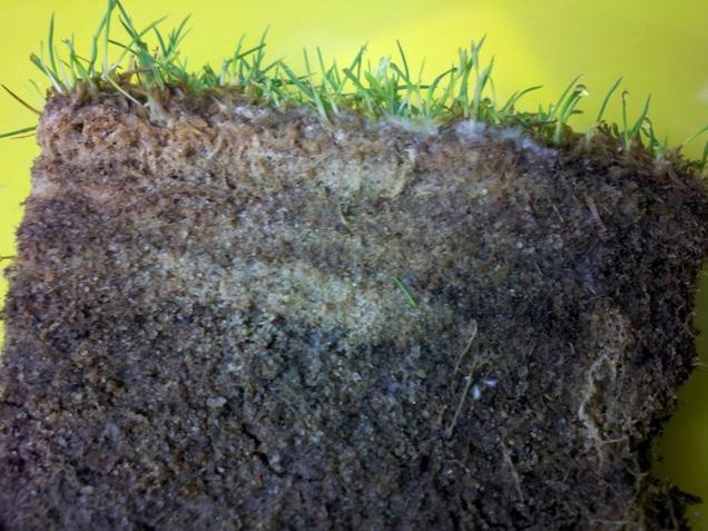 thatch collapse mycelium