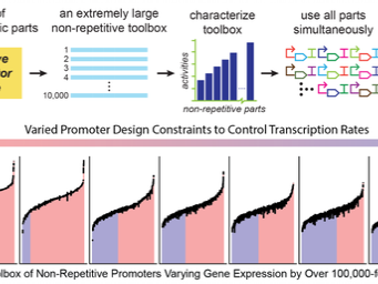Diagram of the algorithm designed to prevent failure of engineered genetic systems.