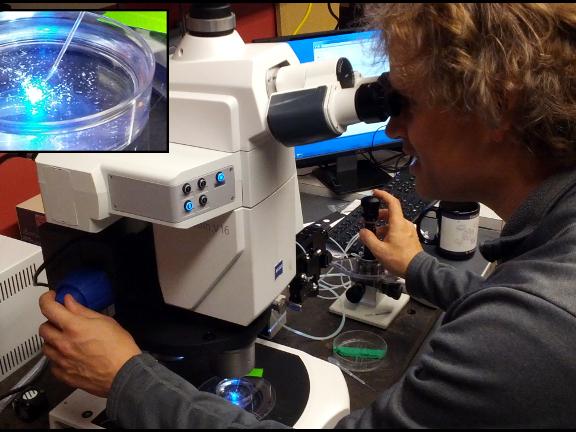 Tim Jegla injects Nematostella embryos under a microscope