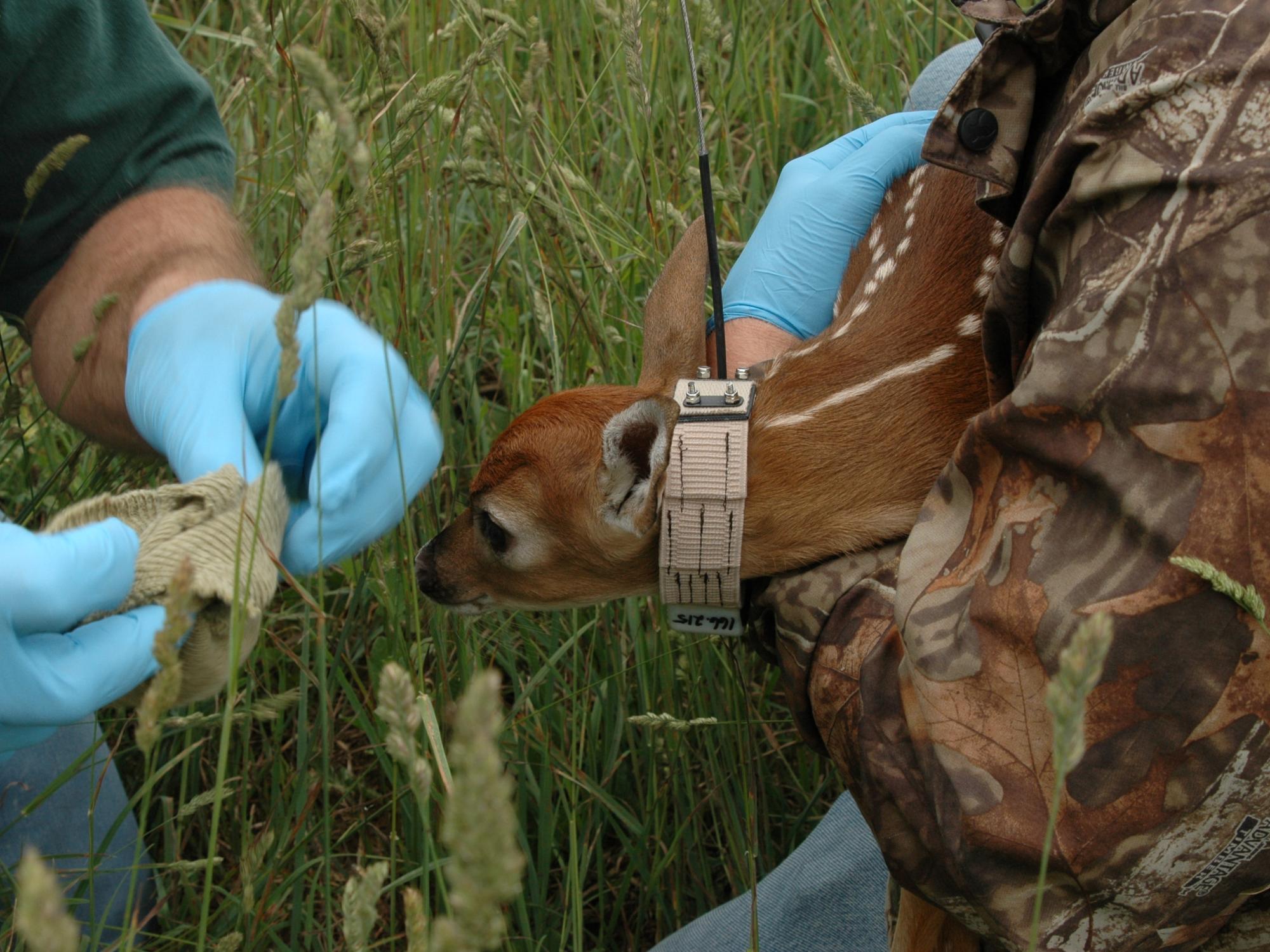 tiny fawn captured