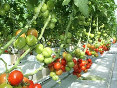 red and green tomatoes growing in greenhouse