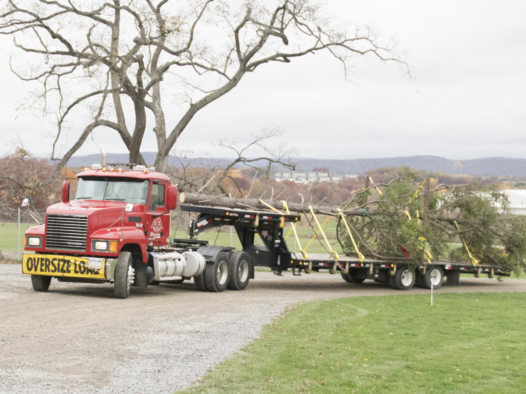 snag tree arrives