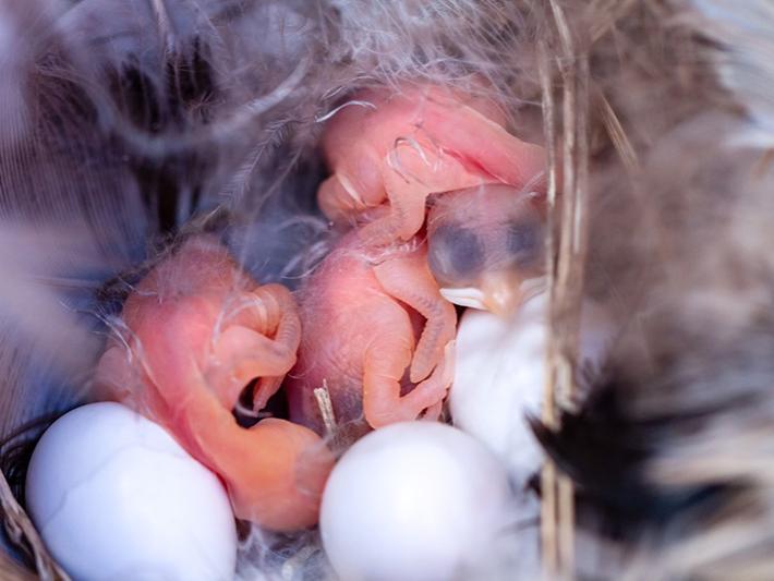 songbird chicks
