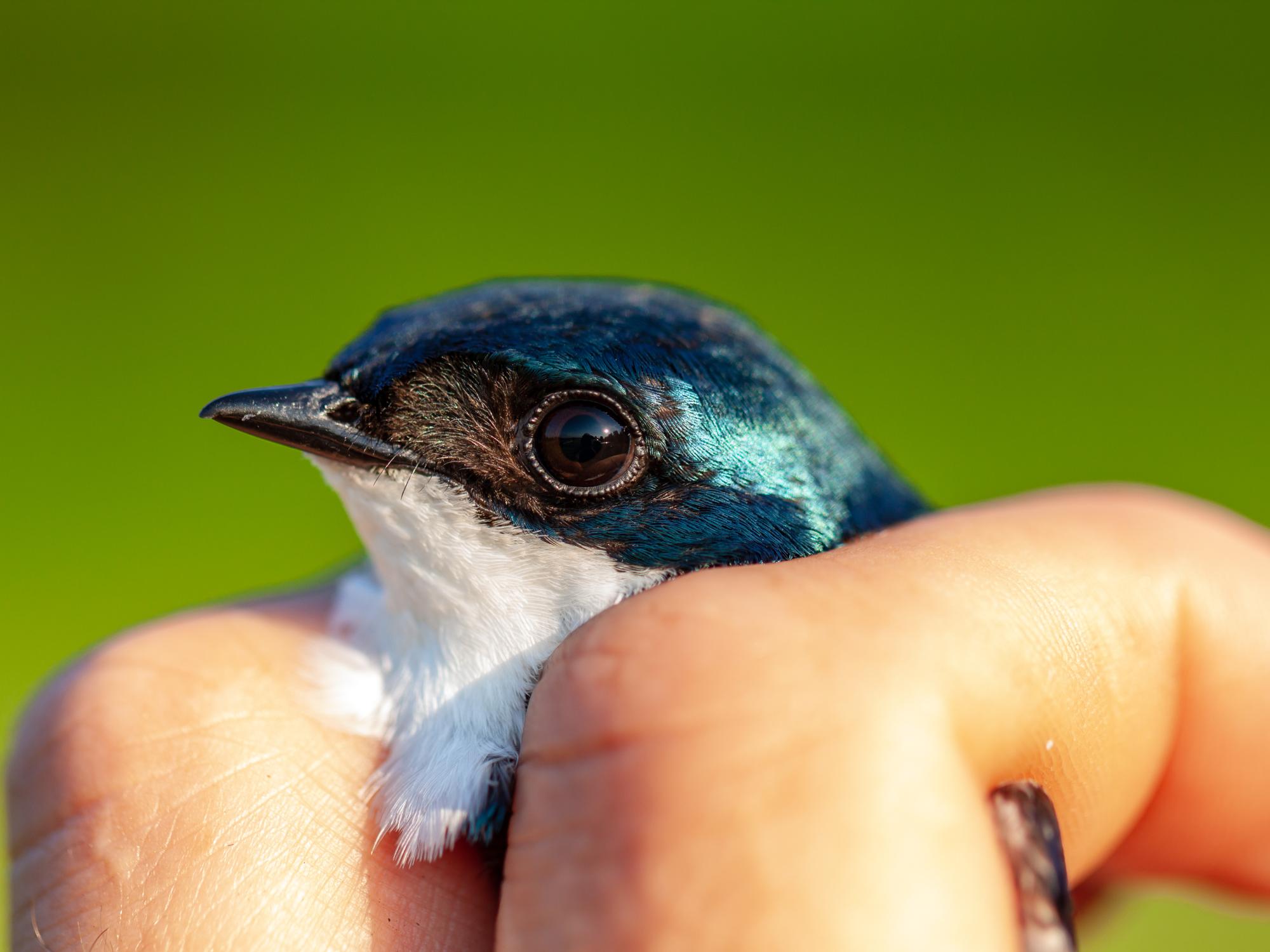 songbird in hand