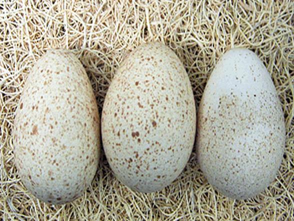 3 eggs