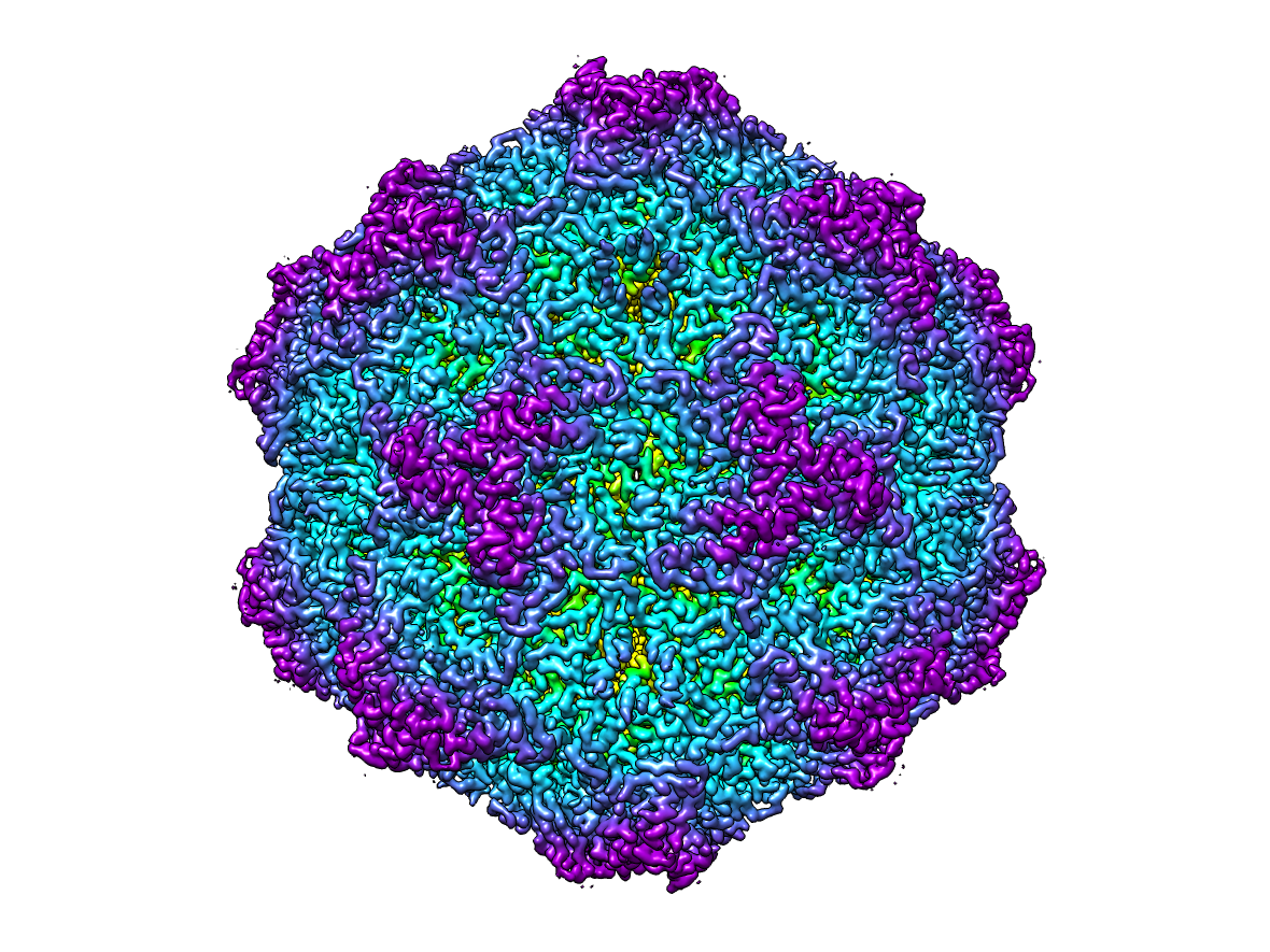 3D schematic of canine parvovirus