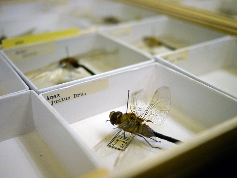 Pinned dragonfly specimen