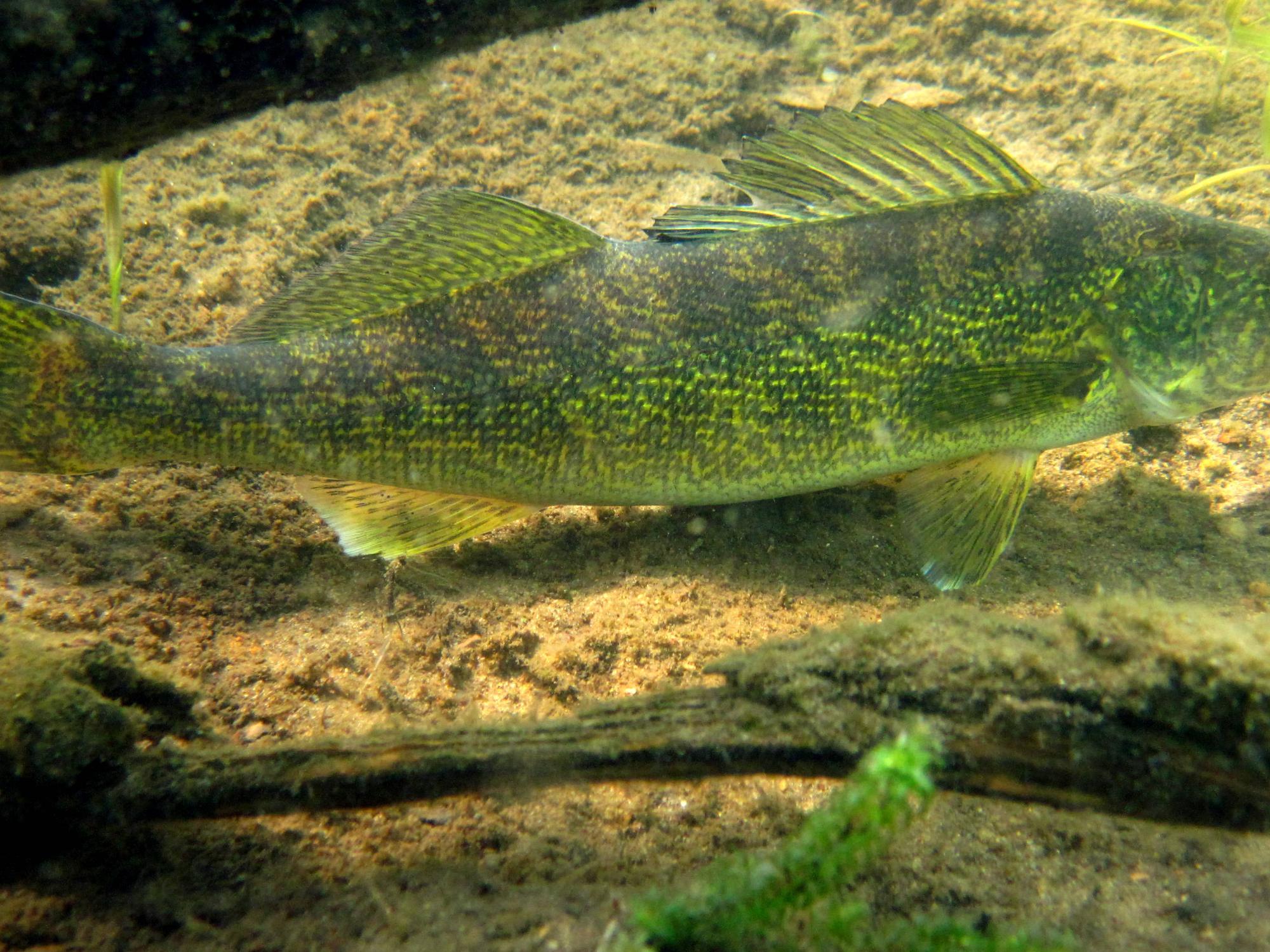fish pix