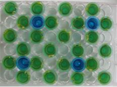 green and blue multiwell plate