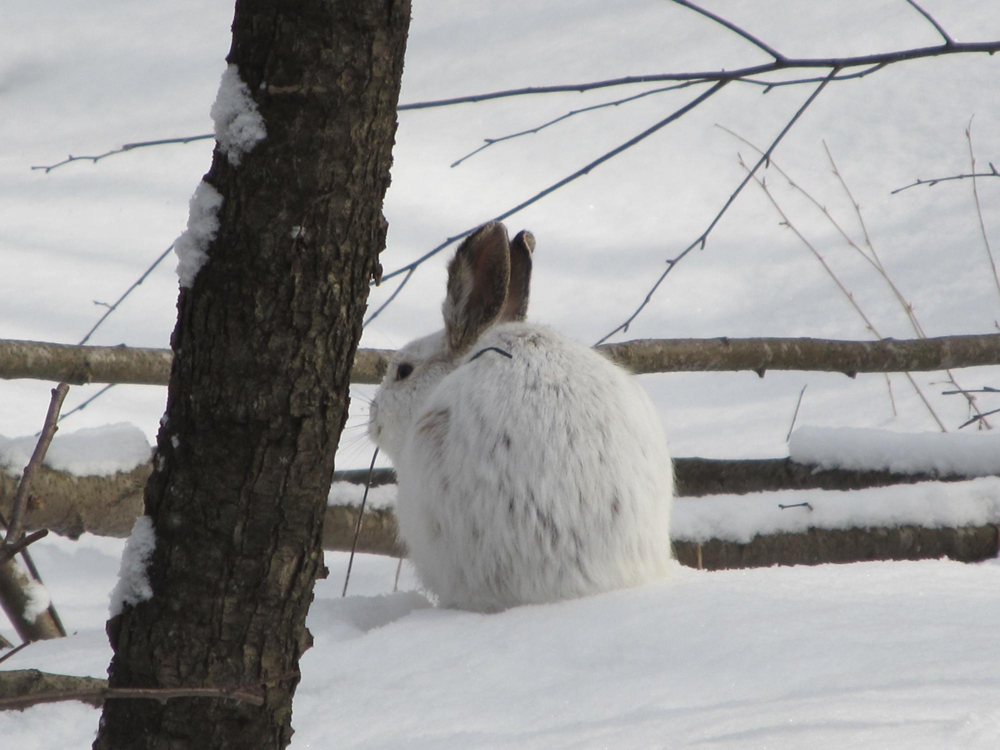 white hare