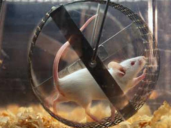 white mouse running in wheel