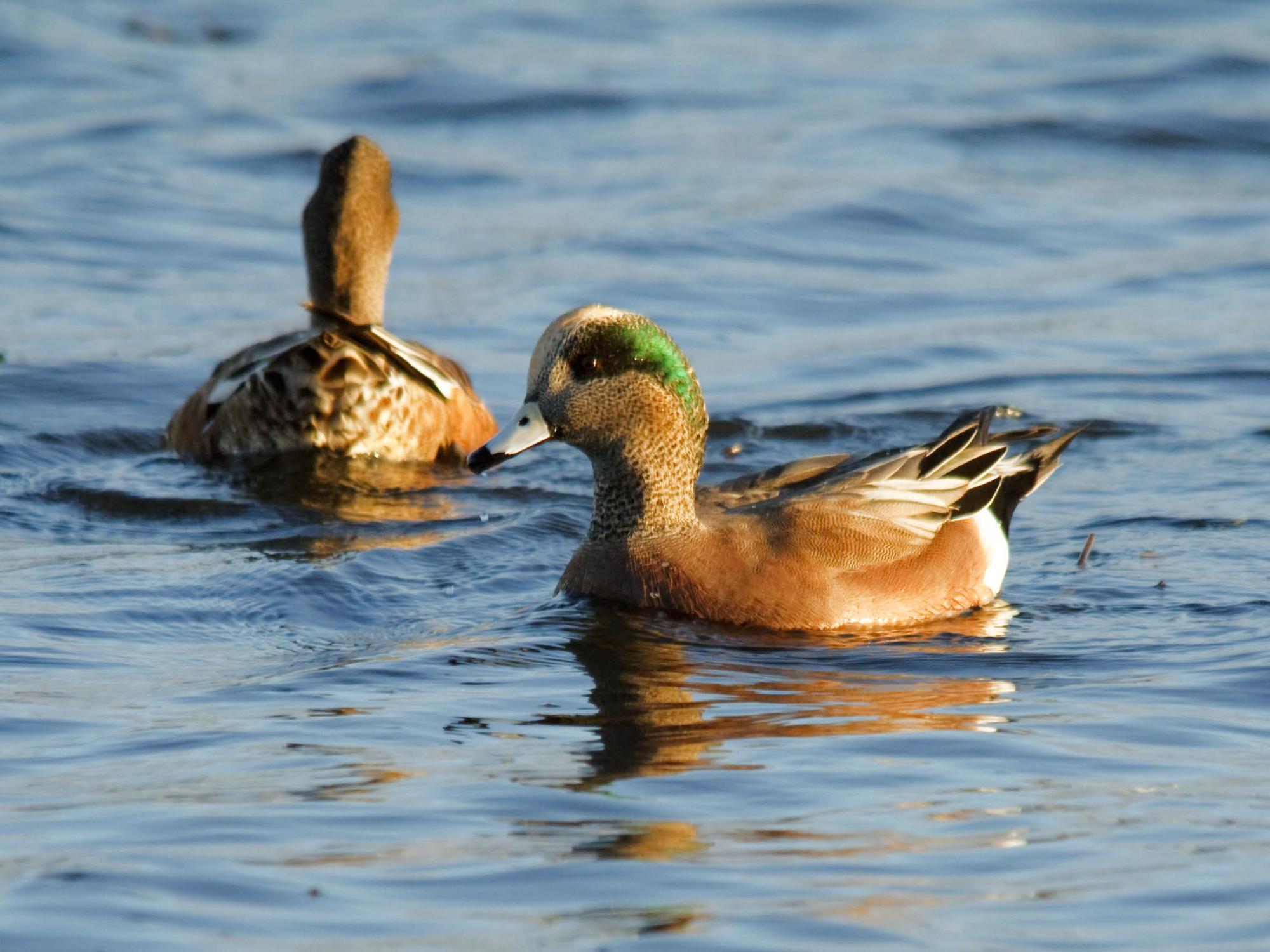 dabbling ducks, avian flu