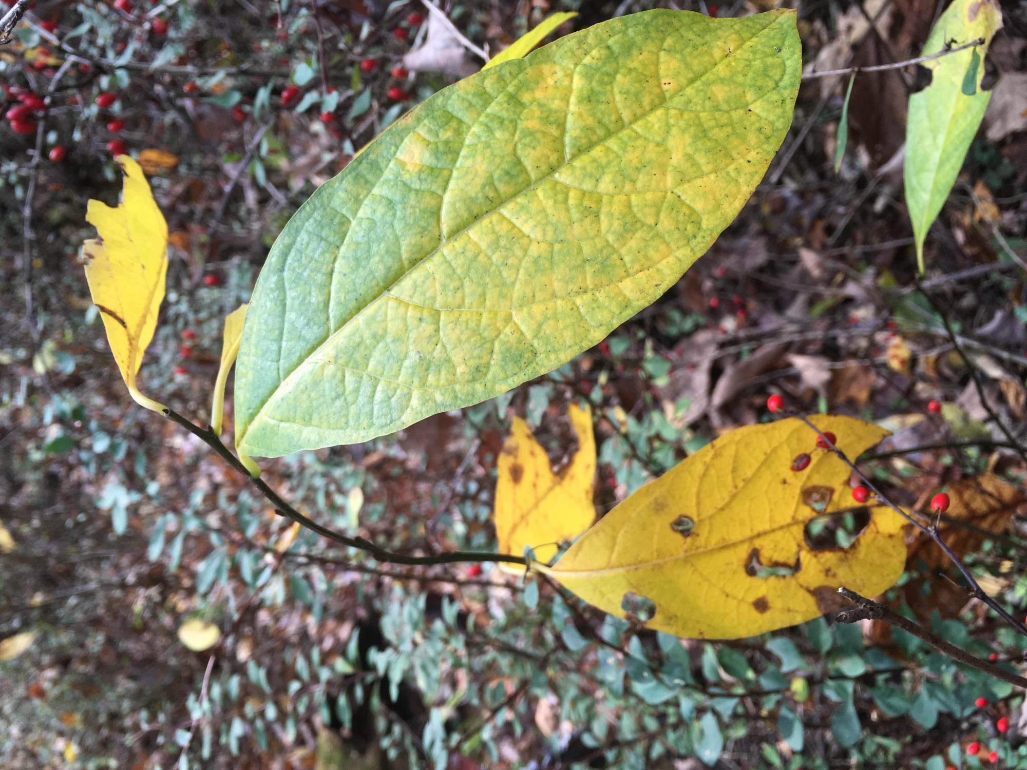 spicebush