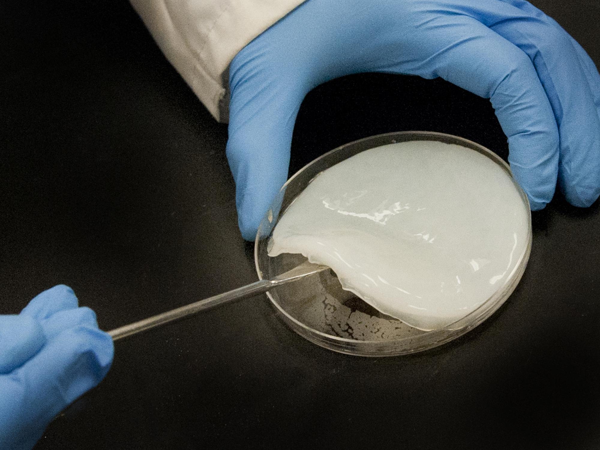 Close up of microbial cellulose sample in biofuel lab