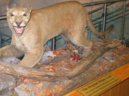 Original Nittany Lion lands at Penn State All Sports Museum Penn State University