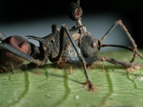 Getting to the bottom of the zombie ant phenomenon | Penn State