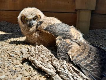 Fledgling owlet joins family of birds at Shaver's Creek