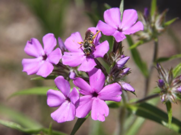 Q&A: Should you skip #NoMowMay and #PlantMayFlowers instead