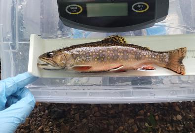 brook-trout-jason-keagy-low-