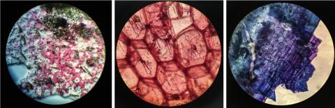 BioArtist Mellissa Monsoon to present 'Collaborating with