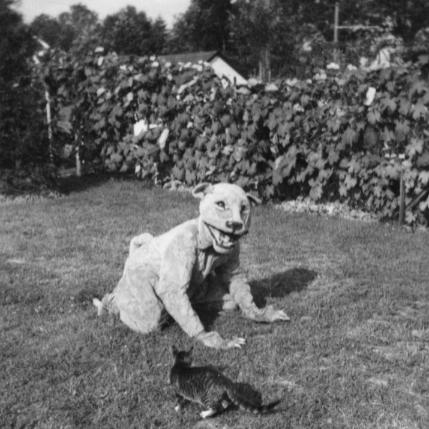 A person in a Nittany Lion mascot costume on all fours in front of a domestic cat