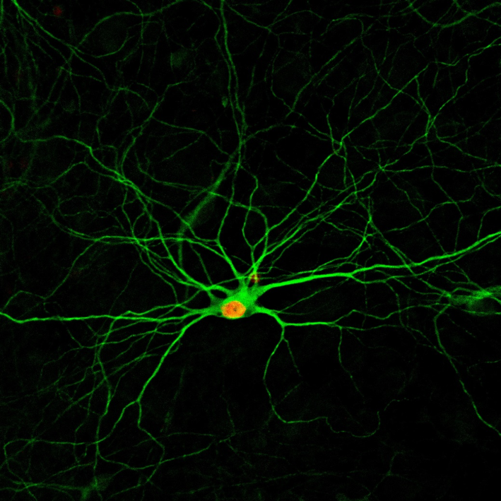 astrocyte-converted neuron