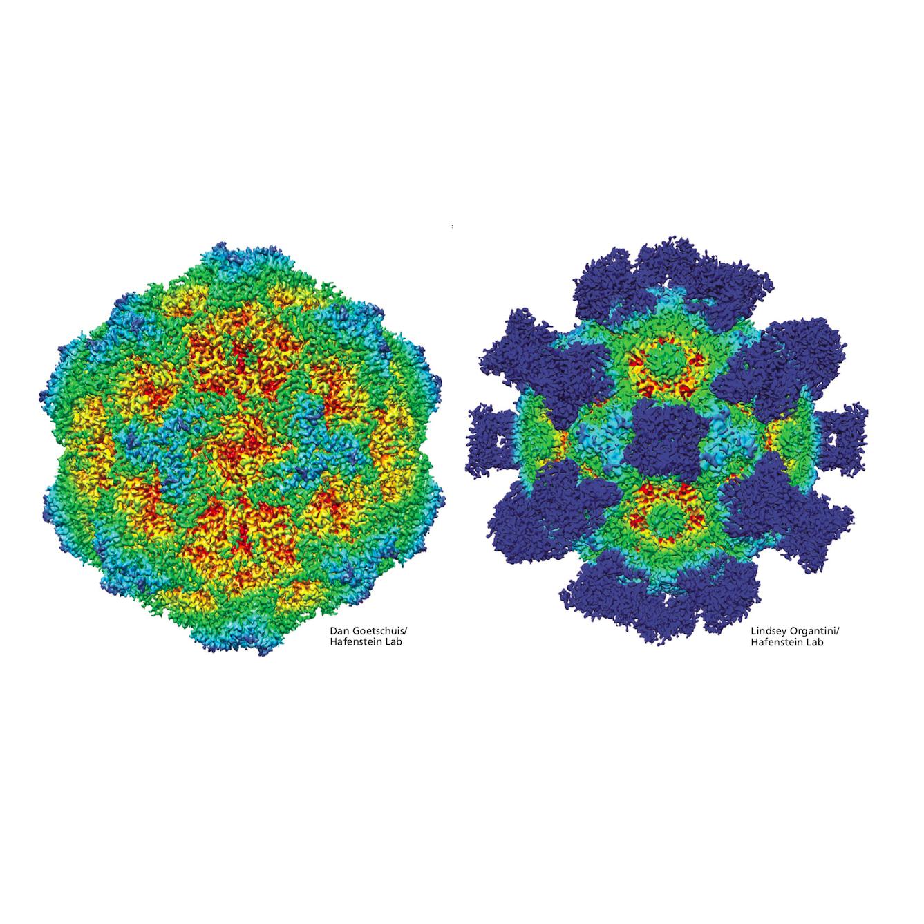images of canine parvovirus before and after treatment with antibodies