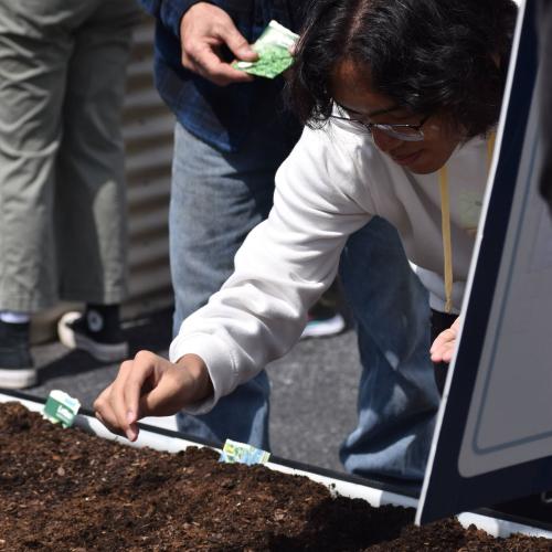 A student leans down to plant a seed at the Berks garden