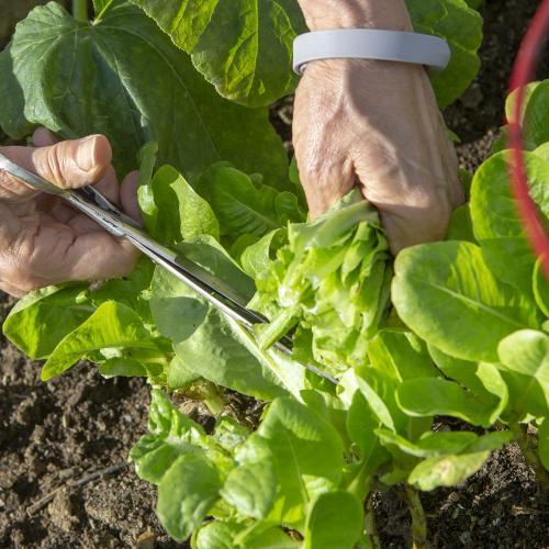 Hershey Community Garden