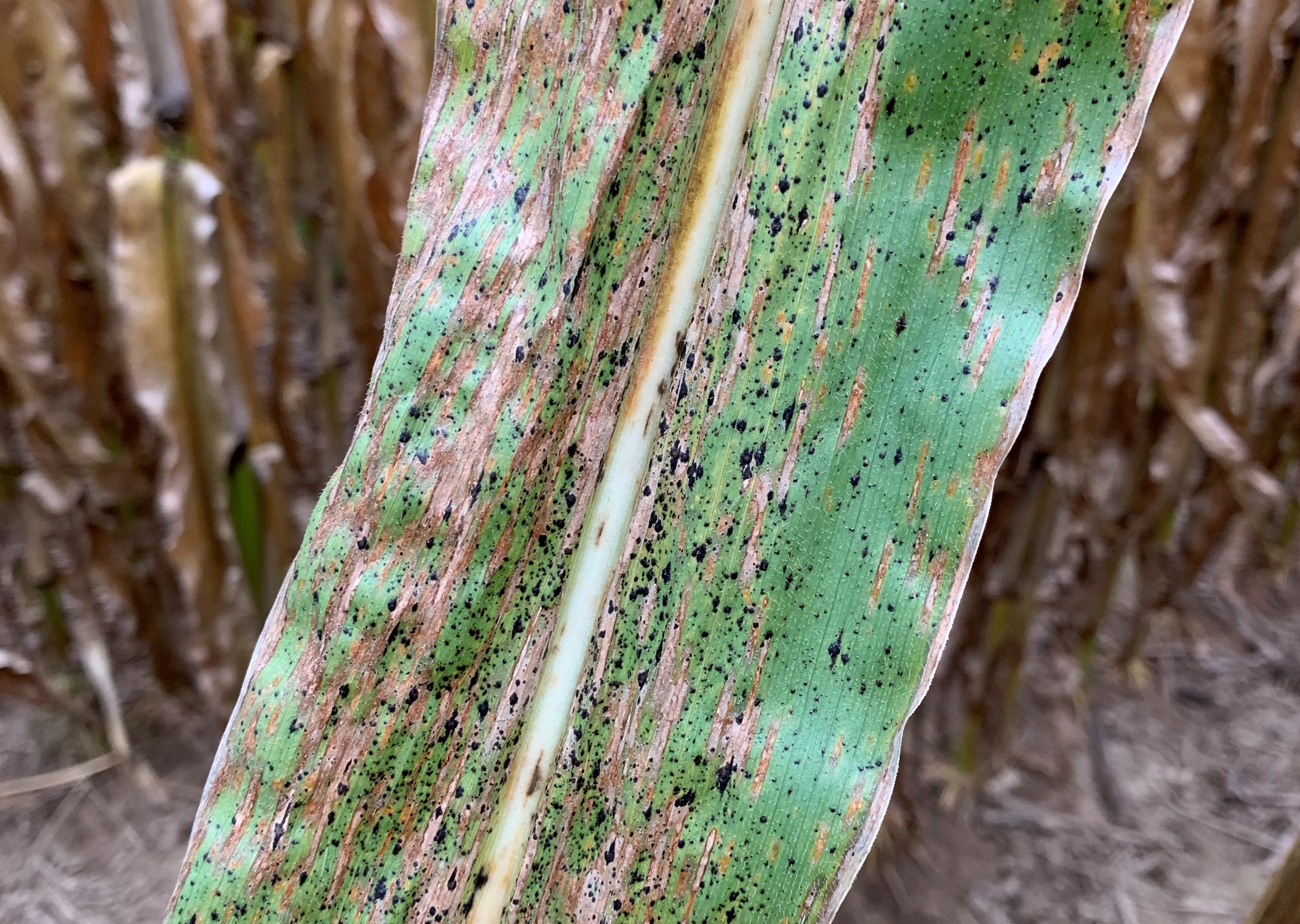 Tar spot of corn