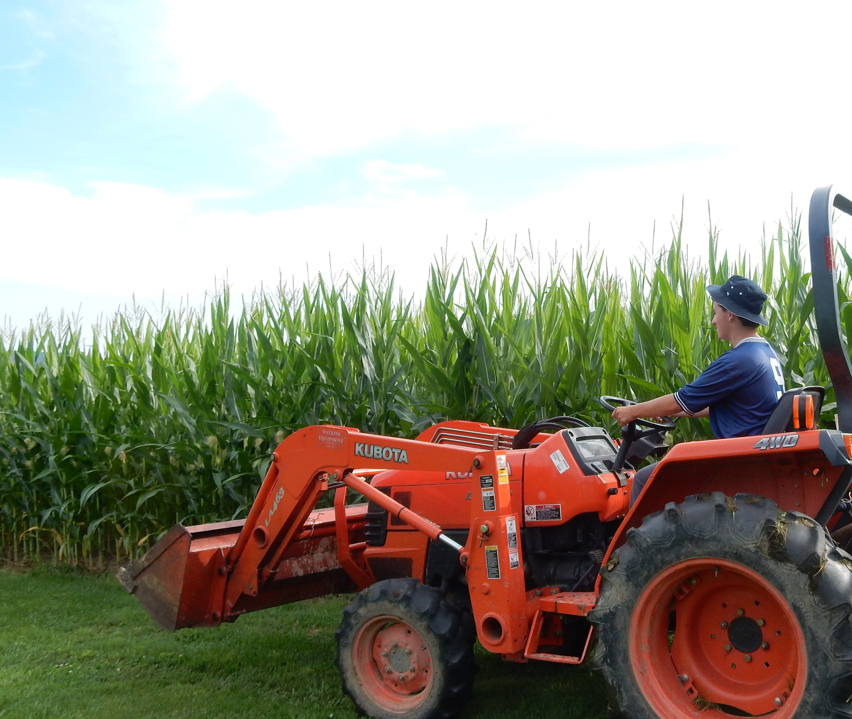 in front of corn