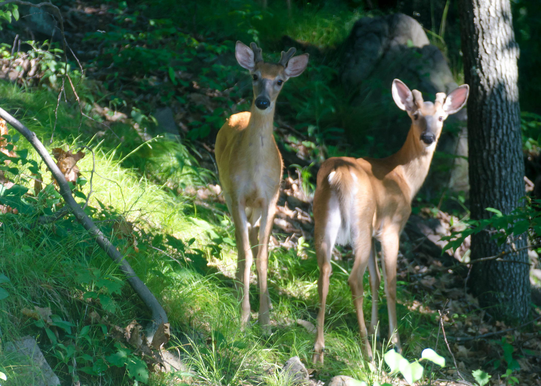 what is a yearling deer