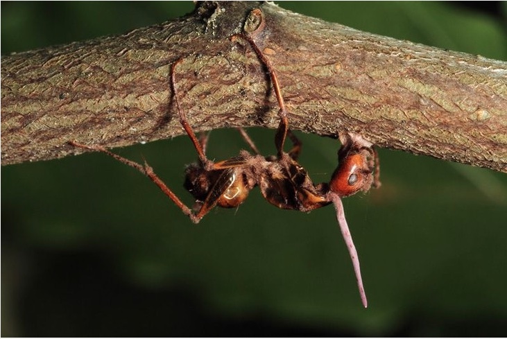 zombie ant on branch